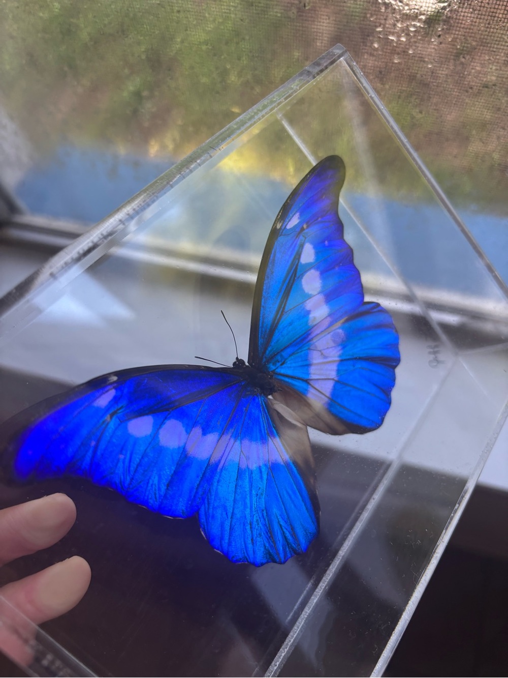 Blue Butterfly Acrylic Wall Display Shelf